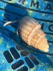 Ilyanassa trivittata