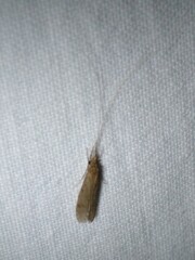 Oecetis lacustris