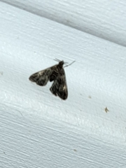 Elophila obliteralis