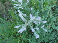Mentha spicata