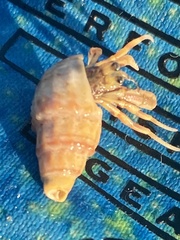 Ilyanassa trivittata