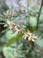 Artemisia vulgaris