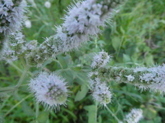 Mentha spicata