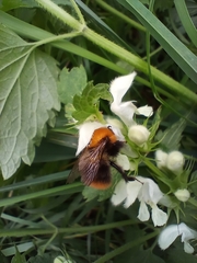 Bombus pascuorum