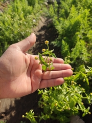 Galinsoga parviflora