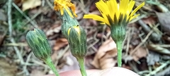 Hieracium sabaudum