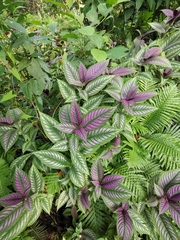 Strobilanthes auriculata dyeriana
