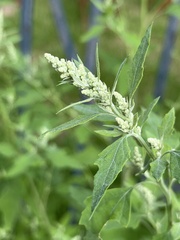 Chenopodium album