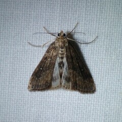 Parapoynx stratiotata