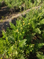 Galinsoga parviflora