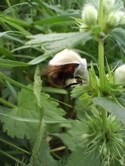 Bombus pascuorum