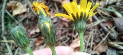 Hieracium sabaudum