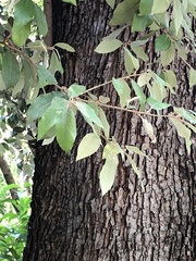 Quercus ilex