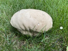 Calvatia cyathiformis