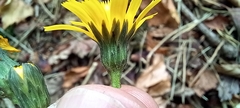 Hieracium sabaudum