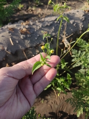 Galinsoga parviflora