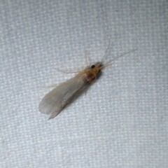 Cyrnus