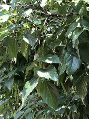 Celtis australis