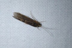 Polycentropodidae