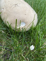 Calvatia cyathiformis