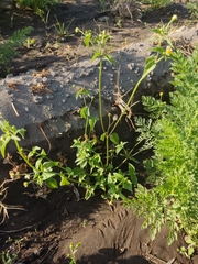 Galinsoga parviflora