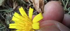 Hieracium sabaudum