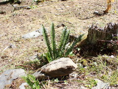 Polystichum lonchitis