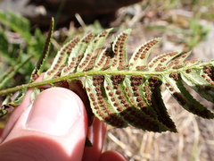 Polystichum lonchitis