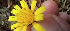 Hieracium sabaudum