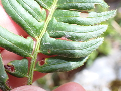 Polystichum lonchitis