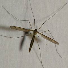 Tipula pierrei