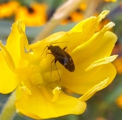 Plagiognathus obscurus