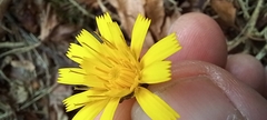 Hieracium sabaudum