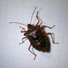 Pentatoma rufipes