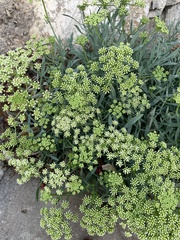 Crithmum maritimum