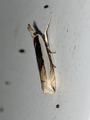 Crambus leachellus