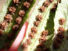 Polystichum lonchitis