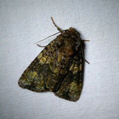 Craniophora ligustri