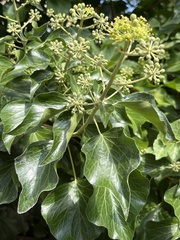 Hedera helix