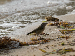 Setophaga petechia eoa