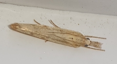 Agriphila inquinatella