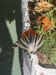 Iphiclides feisthamelii