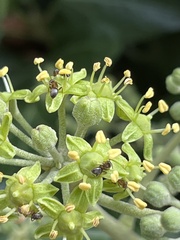 Lasius
