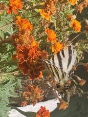 Iphiclides feisthamelii