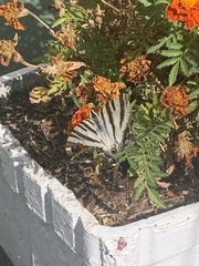 Iphiclides feisthamelii