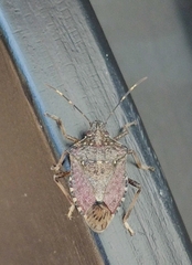 Halyomorpha halys