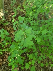 Ribes cynosbati