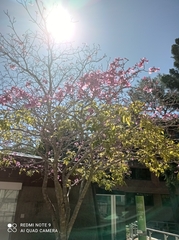 Magnolia liliiflora