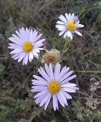 Aster