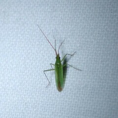 Trigonotylus caelestialium